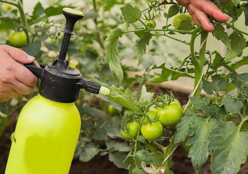 Колымский огород: как вырастить томат на молоке и йоде