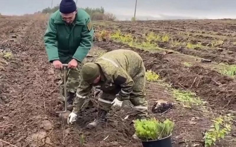 Золотодобытчики Магаданской области и Якутии помогут высадить 350 гектаров леса в ДНР до конца года