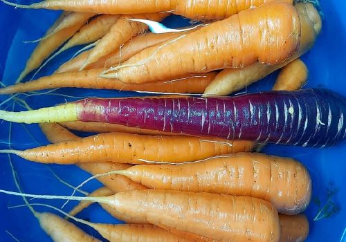 Магаданка случайно вырастила пурпурную и в разы более полезную морковь