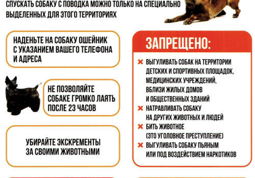 Правила выгула собак